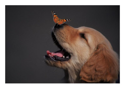 [869827~Golden-Retriever-with-Butterfly-on-His-Nose-Posters.jpg]