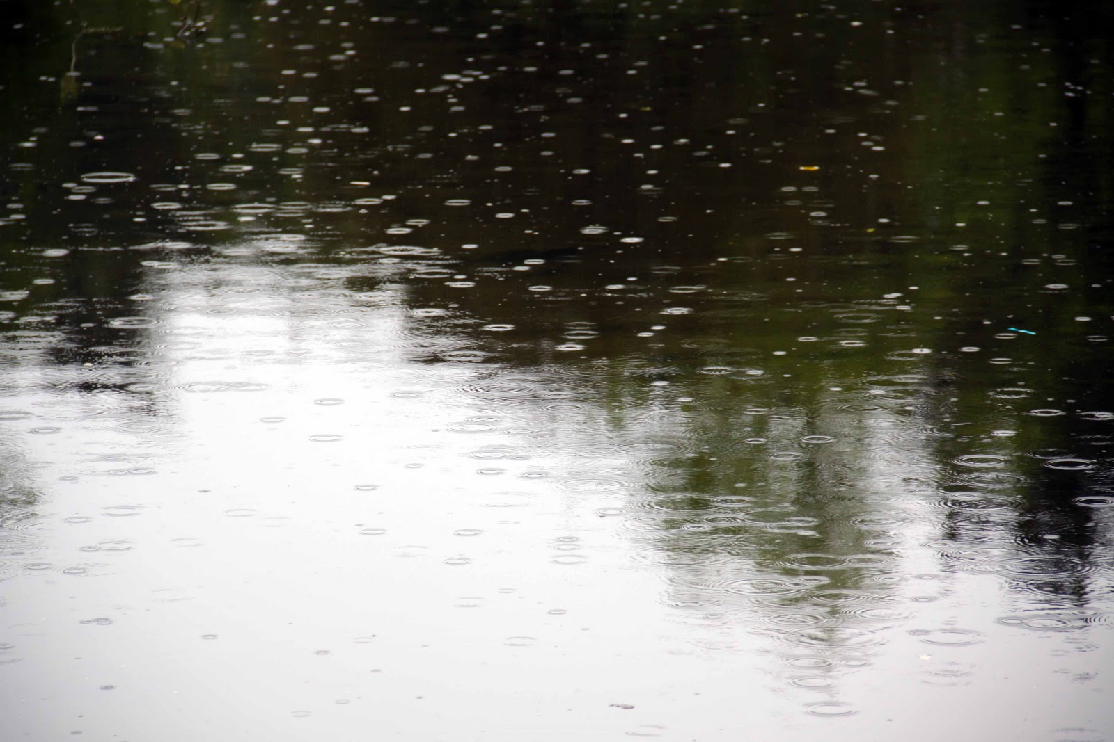 rain on pond