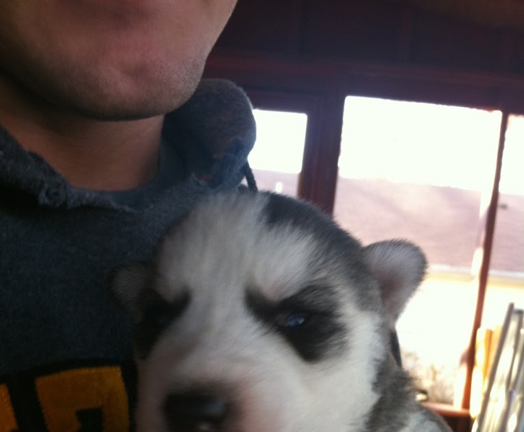 My Husky Puppies Day 14 Eyes Are Opening