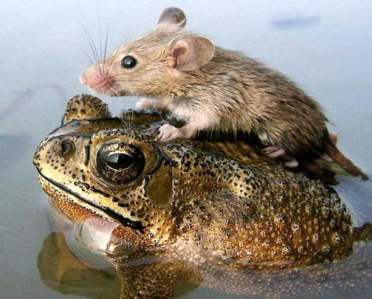 The Alien Next Door: What Altruism in Animals can Teach Us About ... The Alien Next Door: What Altruism in Animals can Teach Us About ...