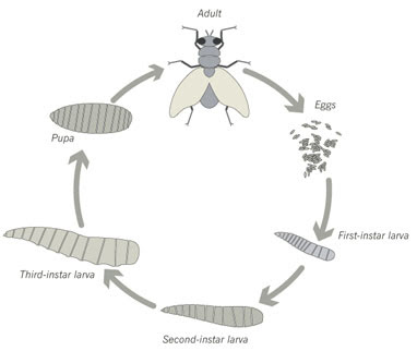 House+Fly+Life+Cycle ... Health.....Protect Life: Family Muscidae..Genus Musca(House Flies