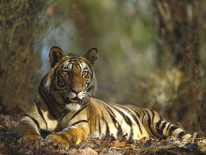 When tigers attack... Bengal+Tiger+Resting+Bandhavgarh+National+Park+India