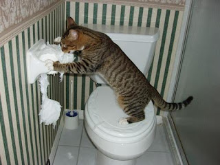 туалет для кошки