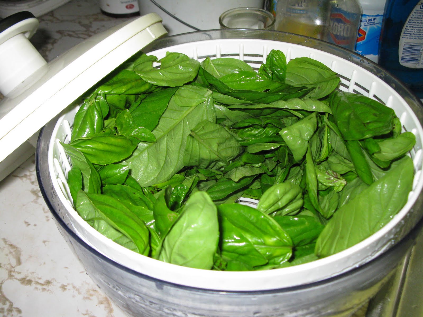Simply Homemaking How to Preserve fresh Genovese Basil