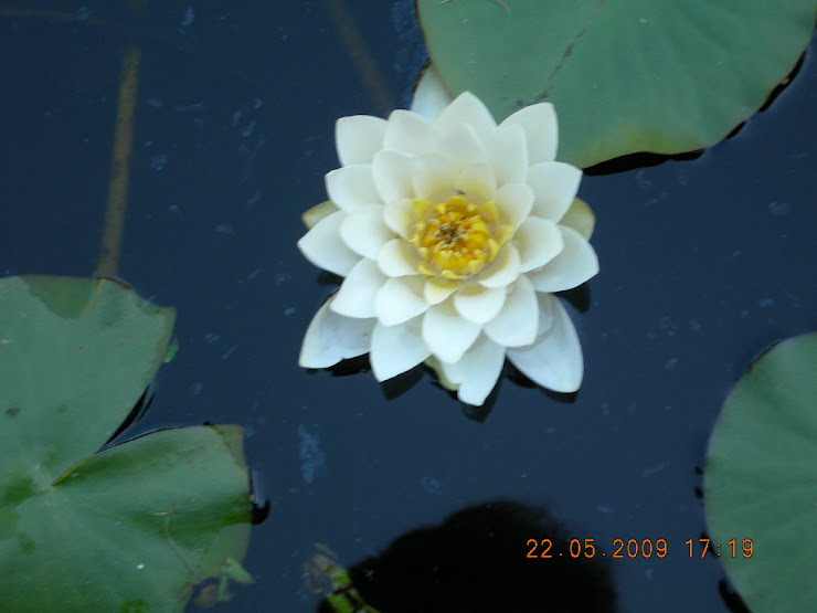 Nénuphar de mon grand bassin