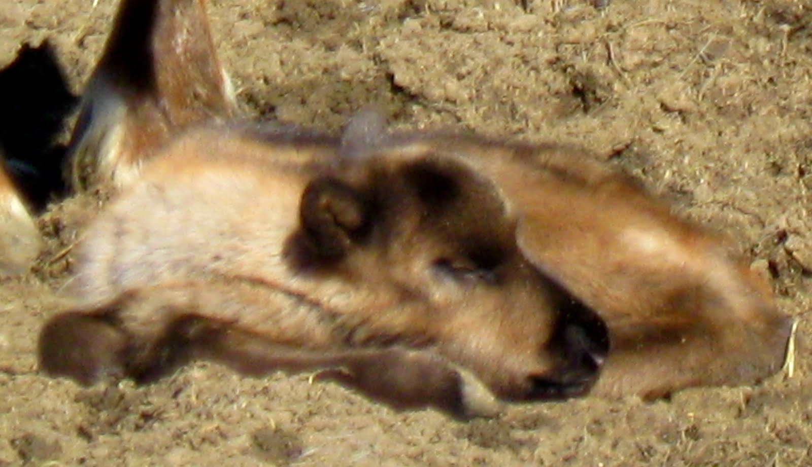 Mountain Mama Baby Reindeer