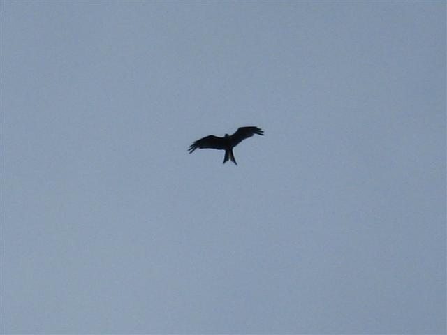 [Rød+Glente+(Small).JPG]