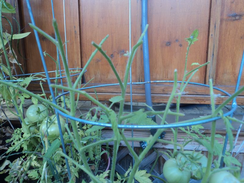 Giant Tomato Eating Slugs