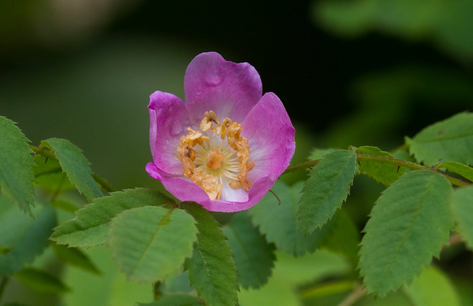 nootka rose rosa nutkana nootka rose rosa nutkana