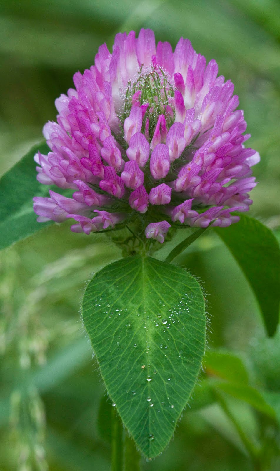 NWflora Red Clover, Trifolium pratense