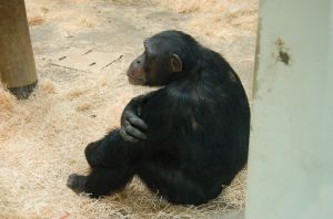 [monkey_world.jpg]