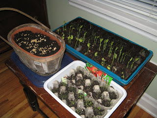 Veggie and herbs at Day 8