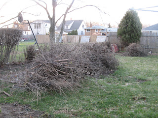 The brush pile after trimming the hedge