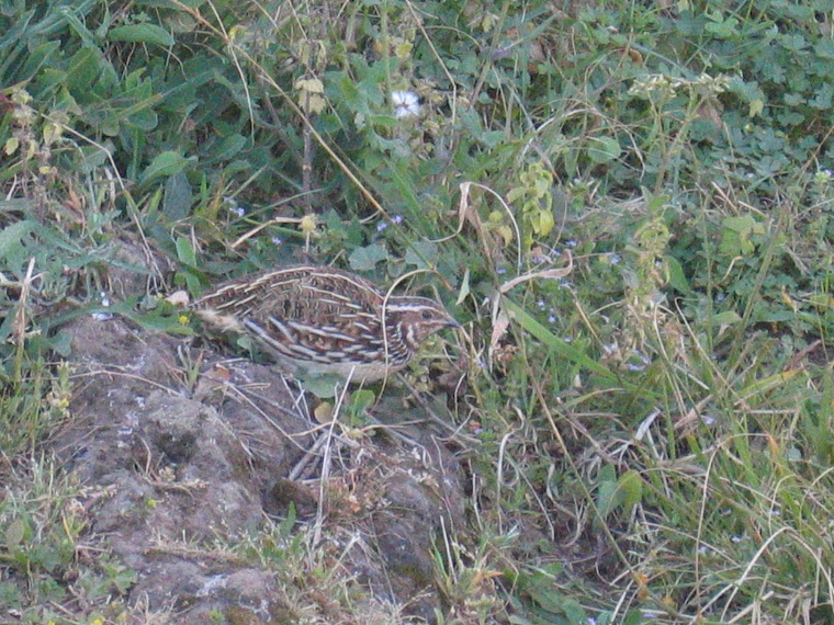 Coturnix coturnix Conturbans