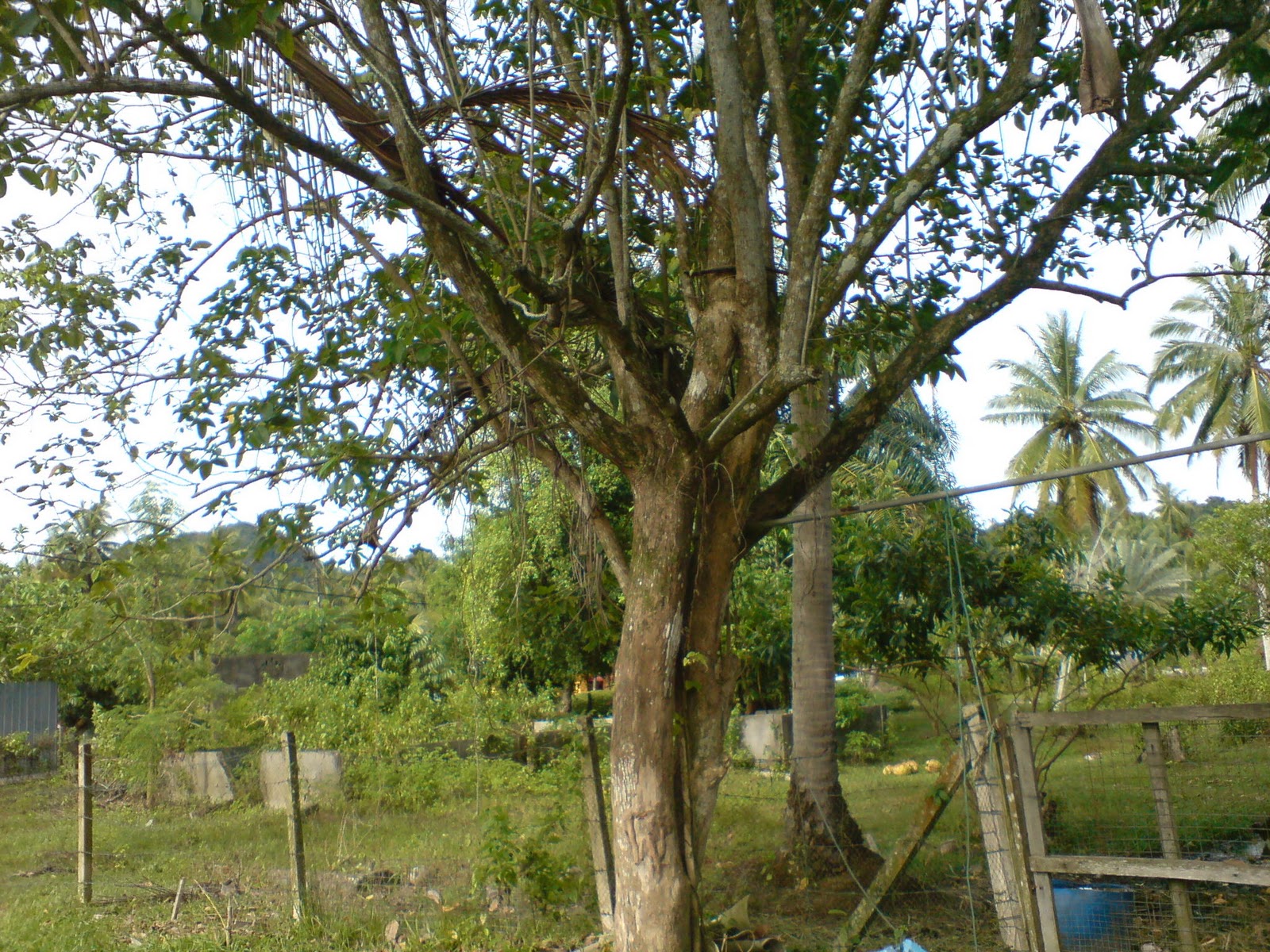 TERATAK SENJA: Pokok Leban (halban)
