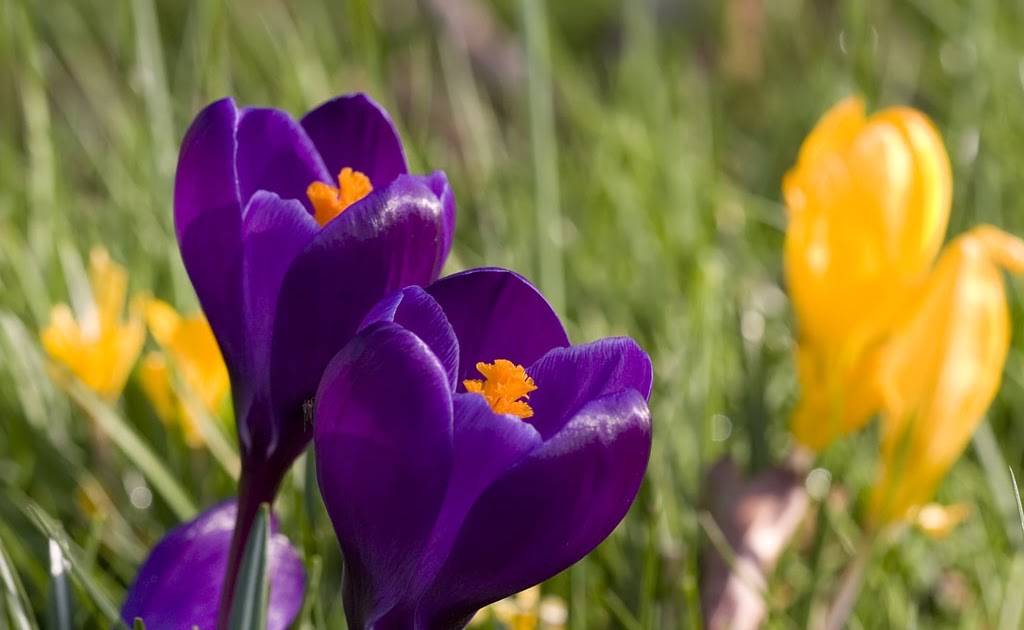 Crocus Weather And Then Some >> Mabley Green Meadow: Mabley Meadow Spring Guide Crocus Weather And Then Some >> Mabley Green Meadow: Mabley Meadow Spring Guide