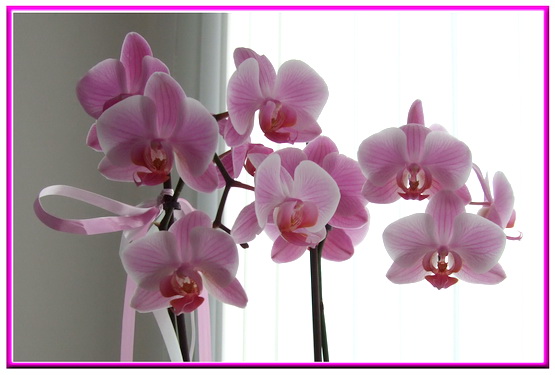 [Orchidee+closeup+juni+09.jpg]