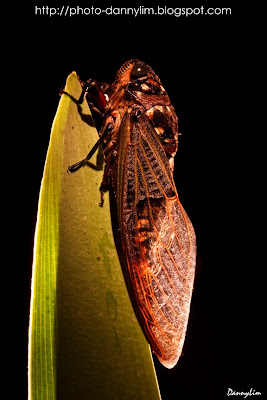 Cicada-1