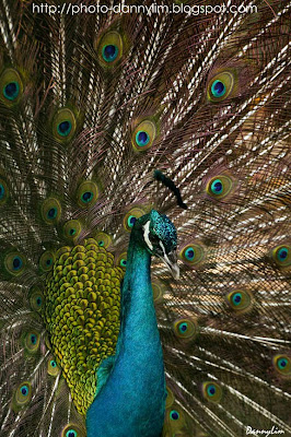 Penang-Bird-Park-Peacock-3