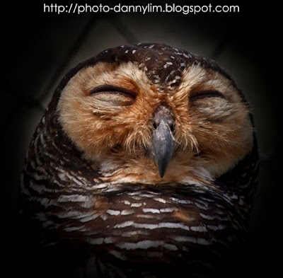 Owl-Penang-Bird-Park