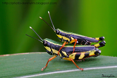 Grasshopper-macro-1