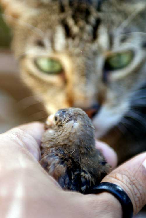 now is wow too important how to care for an injured baby now is wow too important how to care for an injured baby