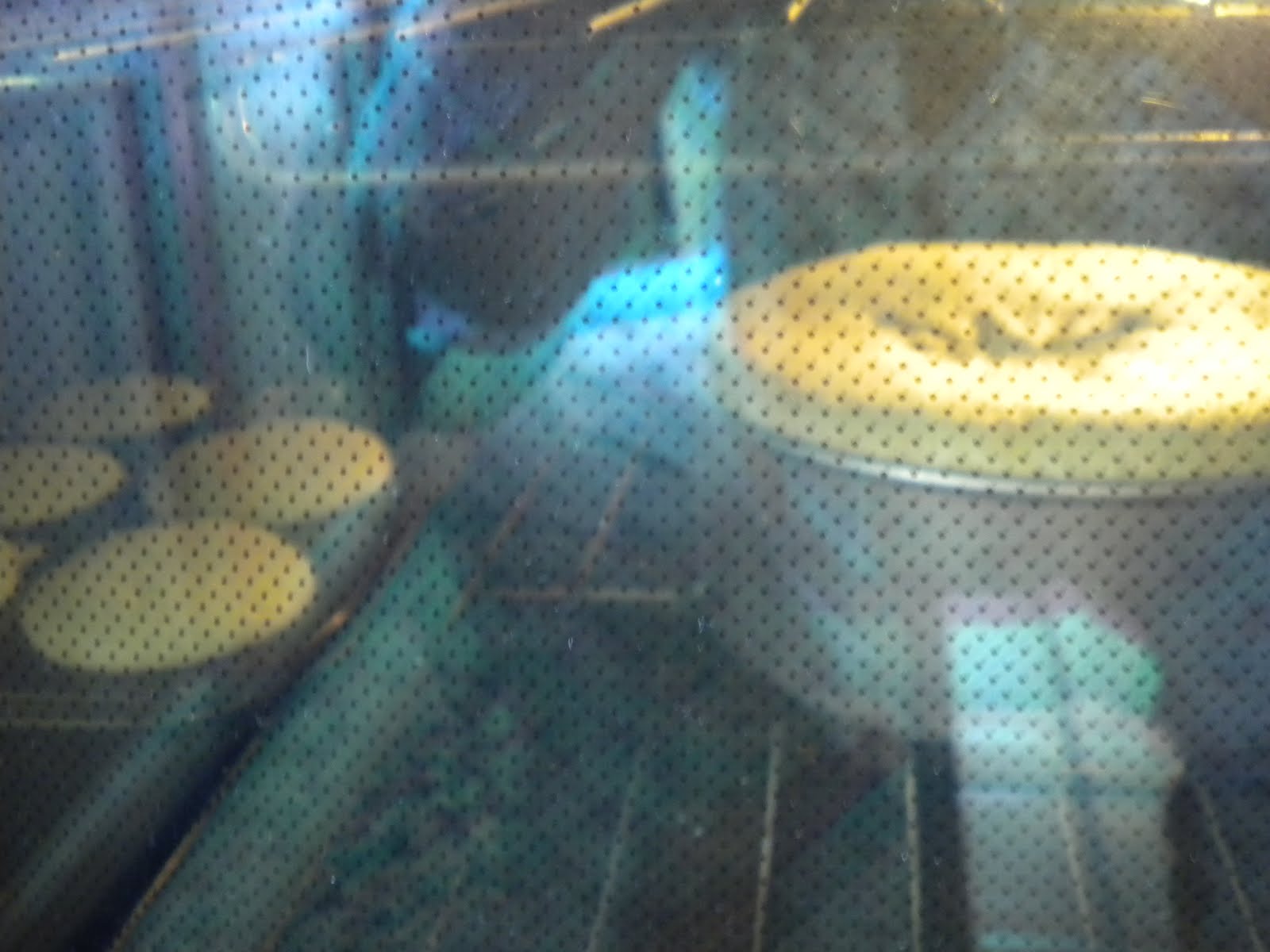 [DSCN0309.JPG]