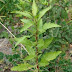 Paico: Planta medicinal