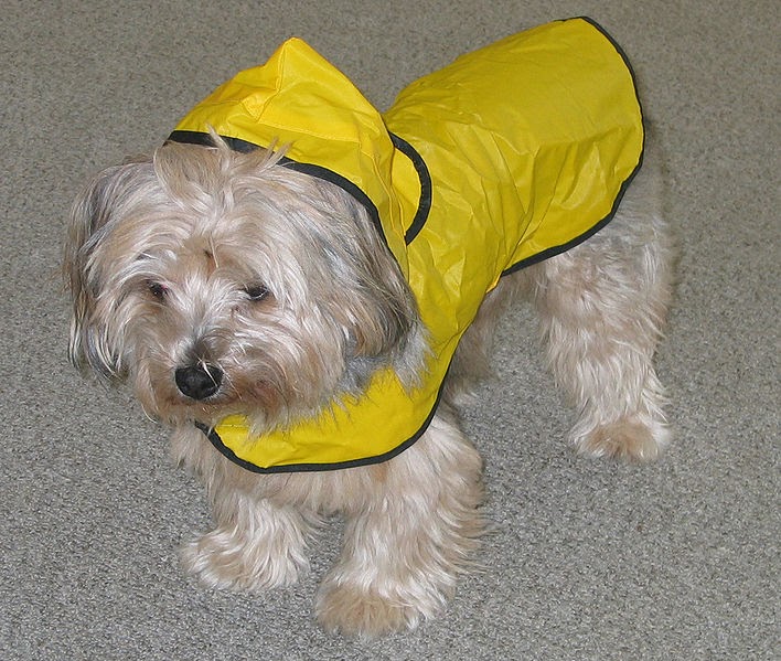 Responsible Pet Ownership Blog Does Your Dog Need a Raincoat?