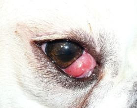 dogs eye swollen