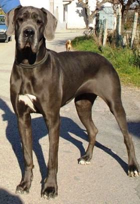 Great Dane Names