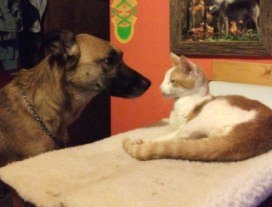 Responsible Pet Ownership Blog: Can Dogs and Cats Live Together in Peace?