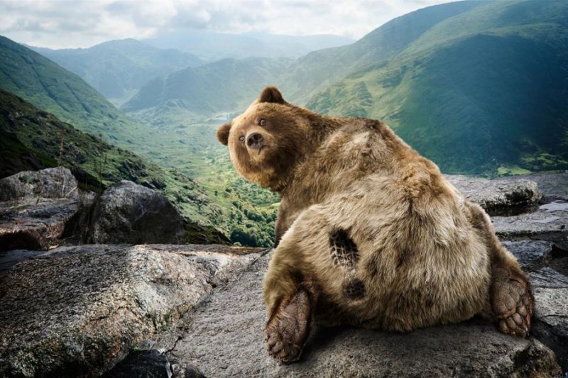 funny_bear12.jpg