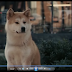 Hachiko