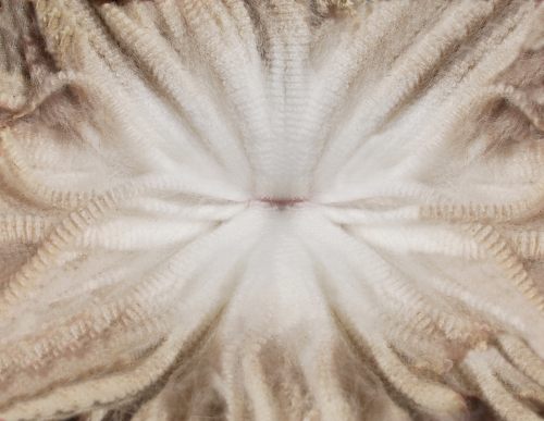 Fibre Fabric