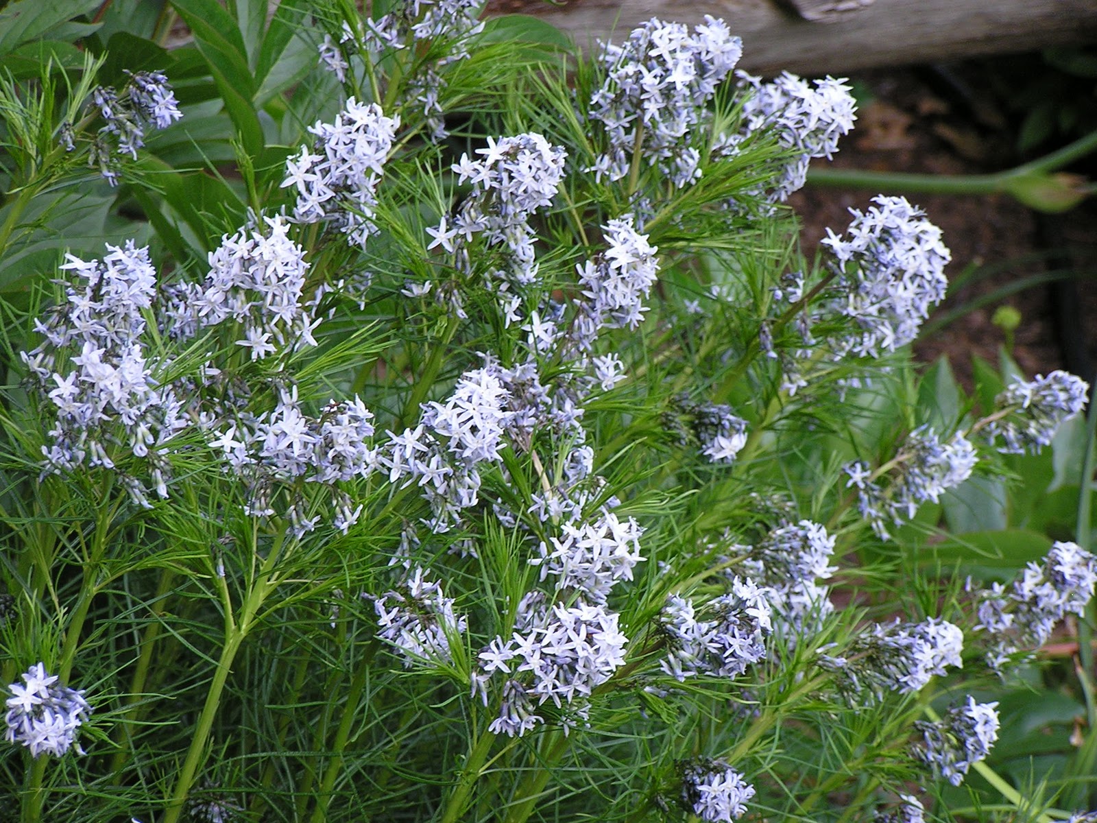 Random plant fact Amsonia Hubrichtii Arkansas Blue Star RU