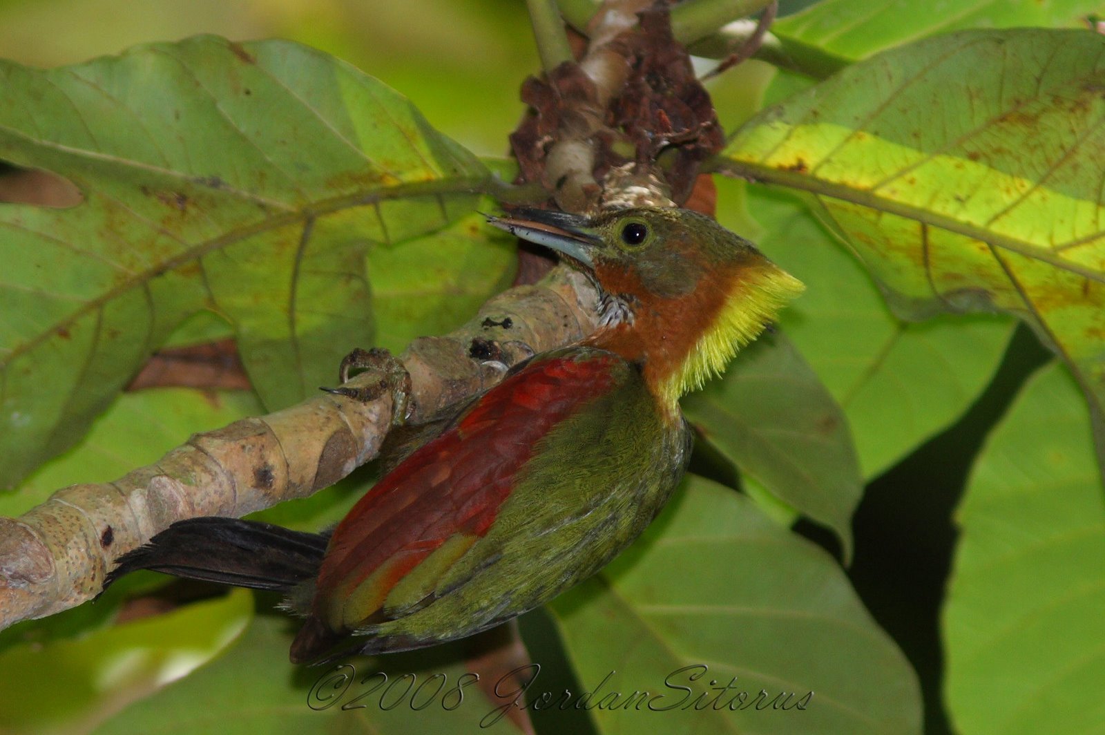 [Checker-throated+Woodpecker+(Picus+Mentalis).jpg]