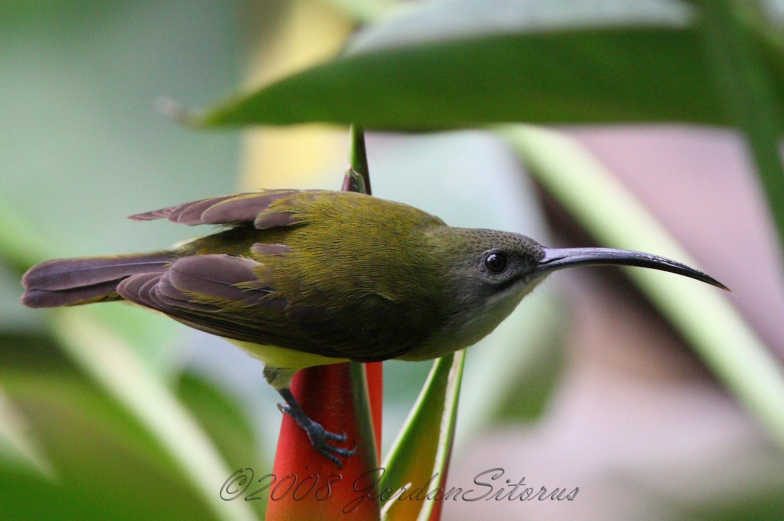 [Little+Spiderhunter+(Arachnothera+longirostra).jpg]