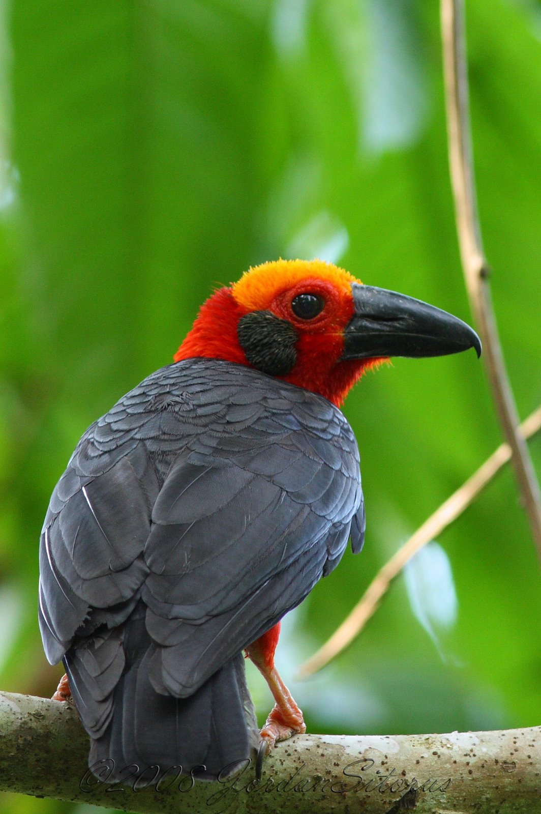 [Bornean+Bristlehead(Pityriasis+gymnocephala).jpg]