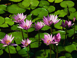 These is the water lily b-4