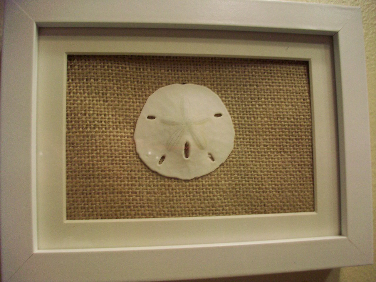 sand dollar display (With images) Cute house