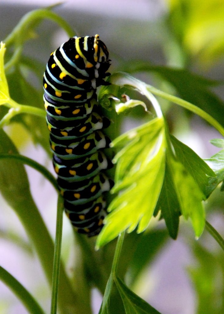 [butterfly4.JPG]