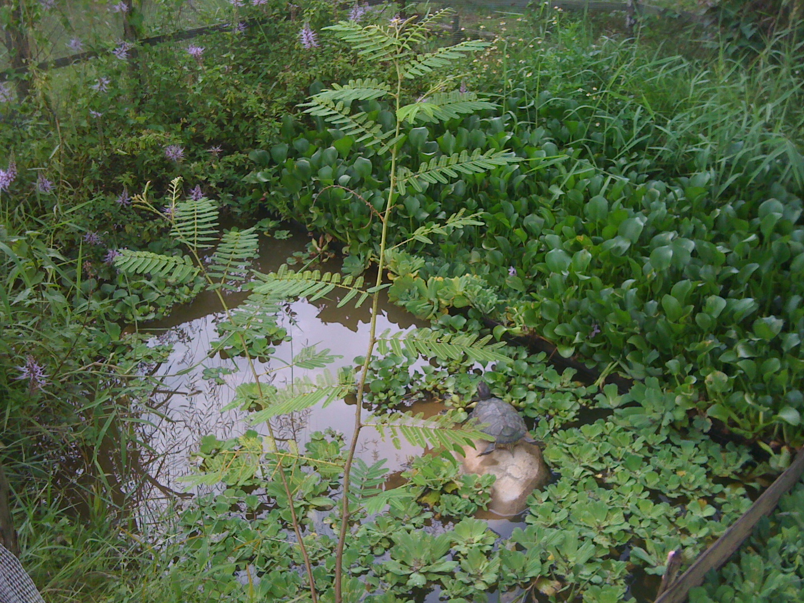 A Visit to More Farms: Bollywood Veggies, Hay Diaries, Jurong Frog