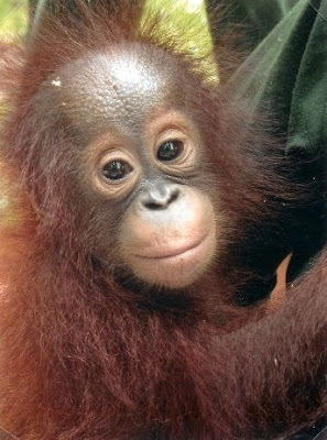 amazing cute photo of orangutan baby