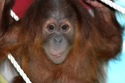 orangutan photos cute little long face baby with wide brown eyes