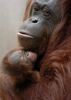 orangutan photo of mom and baby