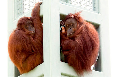 two orangutan photo sitting at the zoo