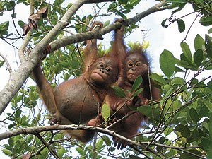 really cute photo of two swinging in the trees young orangutans in the jungle