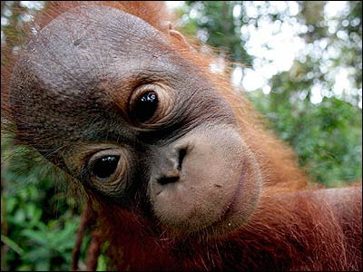 really close up photo of big eyes orangutan youngster