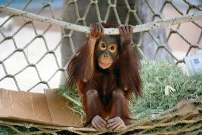 orangutan photos of young guy just hanging around on rope in enclosure